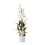 DENDROBIJA (DENDROBIUM) WHITE 11Ø45H ORHI