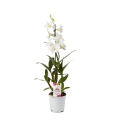 DENDROBIJA (DENDROBIUM) WHITE 11Ø45H ORHI