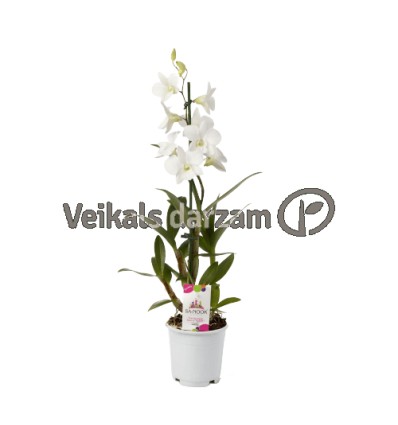 DENDROBIJA (DENDROBIUM) WHITE 11Ø45H ORHI