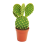 OPUNCIJA (OPUNTIA) MICRODASYS 8,5Ø15H