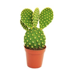 OPUNCIJA (OPUNTIA) MICRODASYS 8,5Ø15H