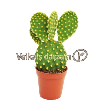 OPUNCIJA (OPUNTIA) MICRODASYS 8,5Ø15H