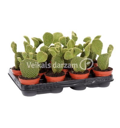 OPUNCIJA (OPUNTIA) MICRODASYS 8,5Ø15H