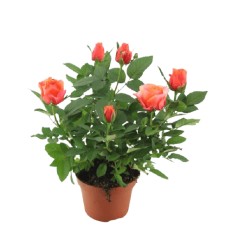 ROZE (ROSA) MONDE ORANGE 12Ø28H