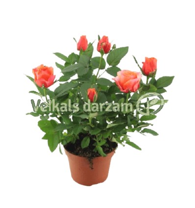 ROZE (ROSA) MONDE ORANGE 12Ø28H