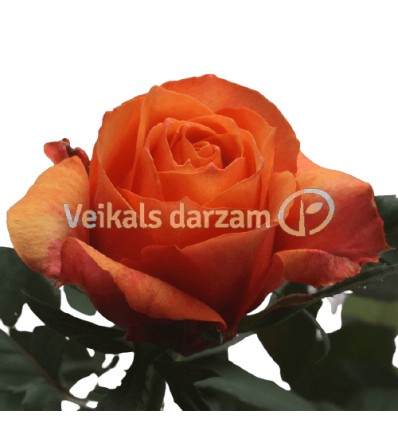 ROZE (ROSA) MONDE ORANGE 12Ø28H