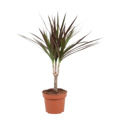 DRACĒNA (DRACAENA MARG.) MAGENTA 12Ø35H