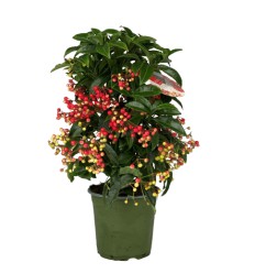 ARDĪSIJA (ARDISIA CRENATA) RED 14Ø40H