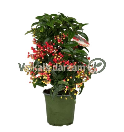 ARDĪSIJA (ARDISIA CRENATA) RED 14Ø40H