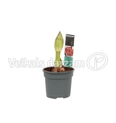 AMARILLIS (HIPPEASTRUM) EXCL MIX 14Ø25H