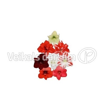 AMARILLIS (HIPPEASTRUM) EXCL MIX 14Ø25H