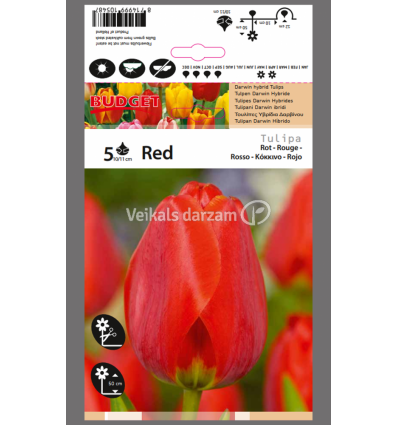 TULPES MIX RED
