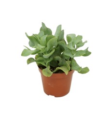 KRASULAS (CRASSULA UNDULATIFOLIA) 8,5Ø10H