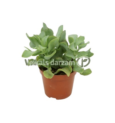 KRASULAS (CRASSULA UNDULATIFOLIA) 8,5Ø10H