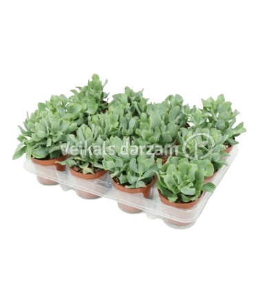 KRASULAS (CRASSULA UNDULATIFOLIA) 8,5Ø10H