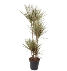 DRACĒNA (DRACAENA) BICOLOR 27Ø150H