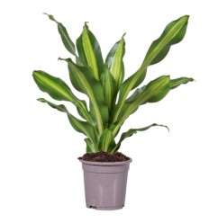 DRACĒNA (DRACAENA) BURLEY 17Ø70H