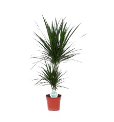 DRACĒNA (DRACAENA) MARGINATA 17Ø80H