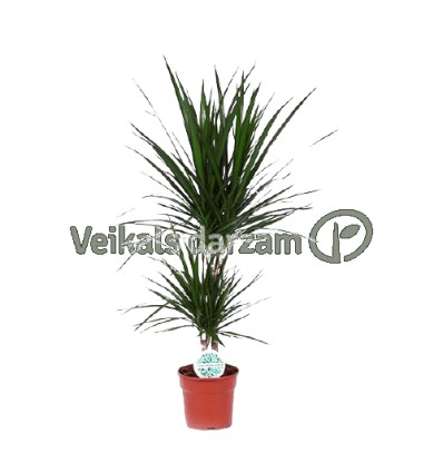 DRACĒNA (DRACAENA) MARGINATA 17Ø80H