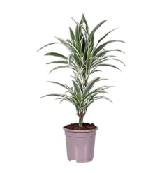 DRACĒNA (DRACAENA) WHITE STRIPE 17Ø70H