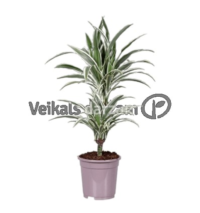 DRACĒNA (DRACAENA) WHITE STRIPE 17Ø70H