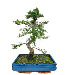 BONSAI KOKS P35 45H