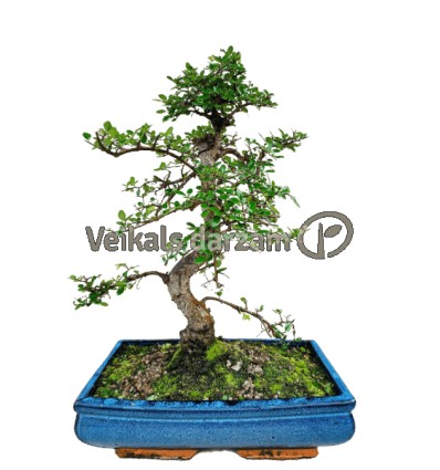 BONSAI KOKS P35 45H