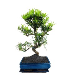 BONSAI KOKS P30 45H