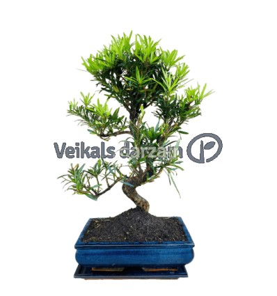 BONSAI KOKS P30 45H