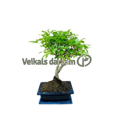 BONSAI KOKS MIX 1GAB P15 20H