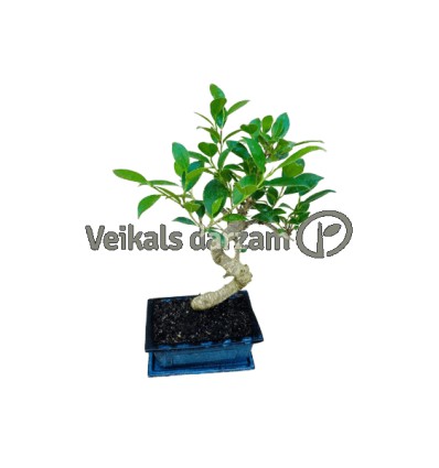 BONSAI KOKS MIX 1GAB P15 20H