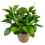 PEPEROMIJA (PEPEROMIA) LEMON LIME 15Ø30H