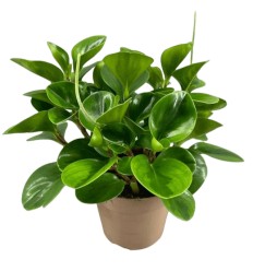 PEPEROMIJA (PEPEROMIA) LEMON LIME 15Ø30H