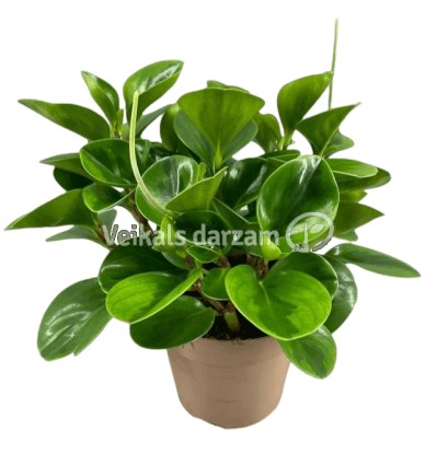 PEPEROMIJA (PEPEROMIA) LEMON LIME 15Ø30H