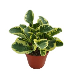 PEPEROMIJA (PEPEROMIA) USA 12Ø20H