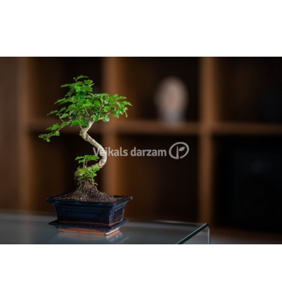 BONSAI KOKS MIX 1GAB P15 20H