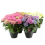 HORTENZIA (HYDRANGEA) MIX 1GB 14Ø40G