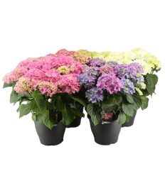 HORTENZIA (HYDRANGEA) MIX 1GB 14Ø40G