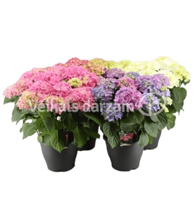 HORTENZIA (HYDRANGEA) MIX 1GB 14Ø40G