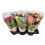 HORTENZIA (HYDRANGEA) MIX 1GB 14Ø40G