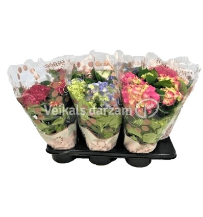 HORTENZIA (HYDRANGEA) MIX 1GB 14Ø40G