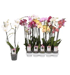 FALENOPSIS (PHALAENOPSIS) MIX 12Ø60H