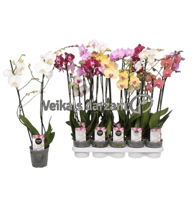 FALENOPSIS (PHALAENOPSIS) MIX 12Ø60H