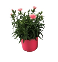 NEĻĶES (DIANTHUS) PINK 12Ø22H