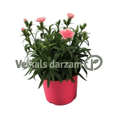 NEĻĶES (DIANTHUS) PINK 12Ø22H