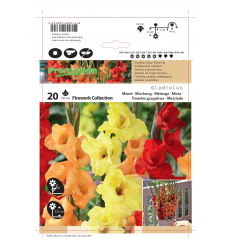 GLADIOLAS MIXED FIREWORK COLLECTION
