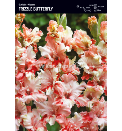 GLADIOLAS FRIZZLE BUTTERFLY