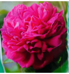 ROZE POLYANTHUS ROSE DE RESCHT