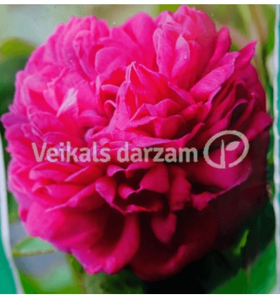 ROZE POLYANTHUS ROSE DE RESCHT