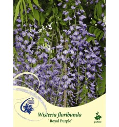 JAPĀNAS VISTĒRIJA ROYAL PURPLE